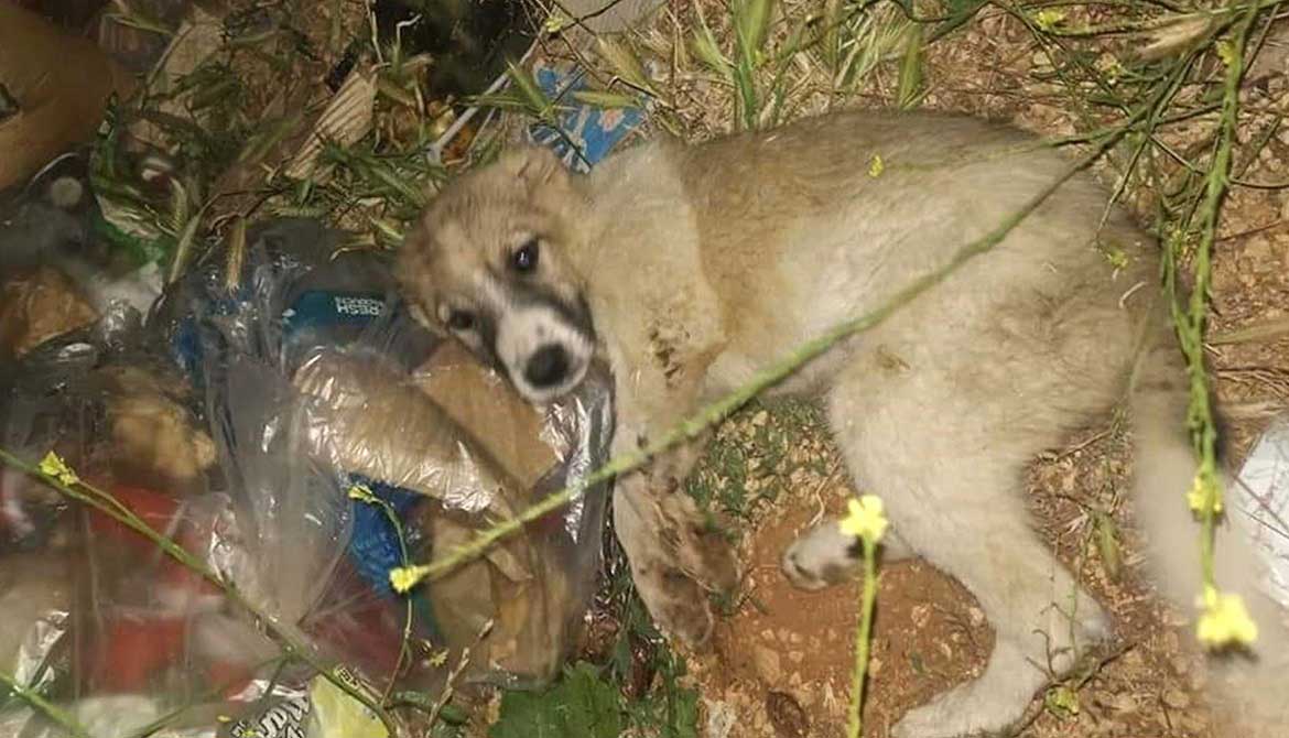 JACK: RESCUED FROM THE BEQAA