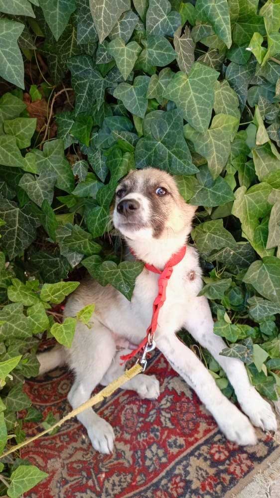 JACK: RESCUED FROM THE BEQAA