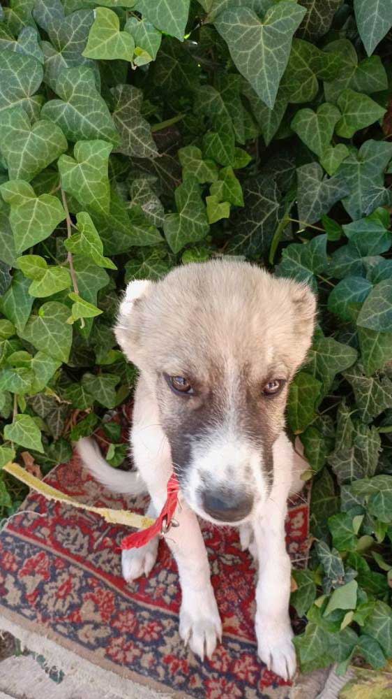 JACK: RESCUED FROM THE BEQAA