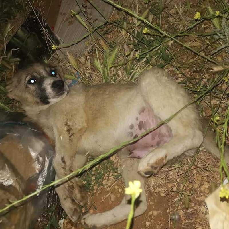 JACK: RESCUED FROM THE BEQAA