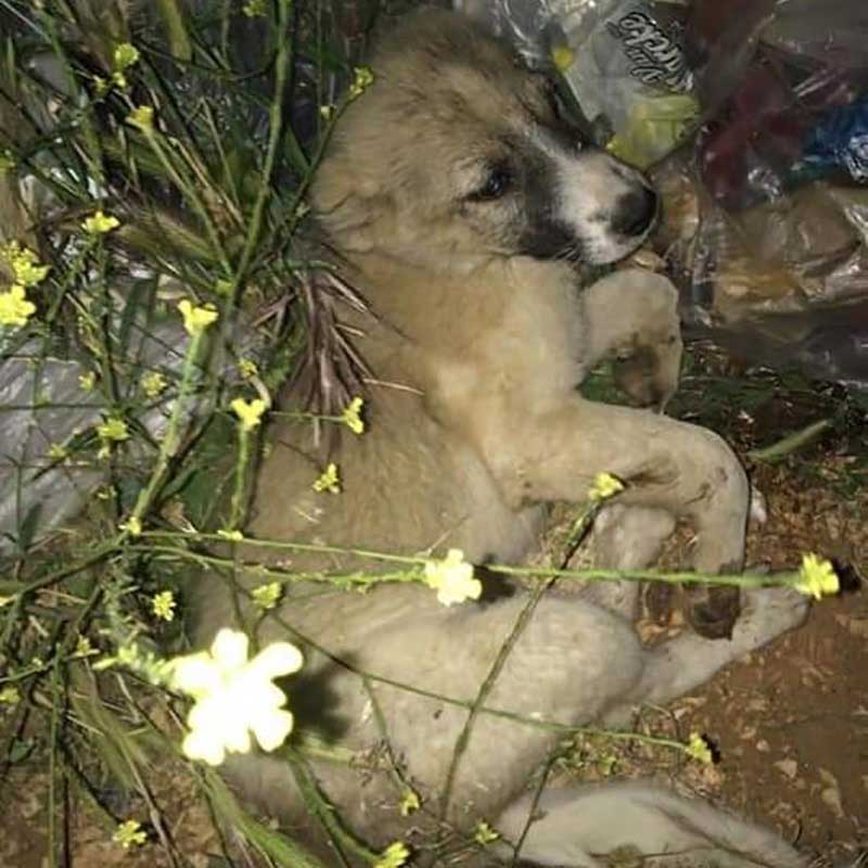 JACK: RESCUED FROM THE BEQAA