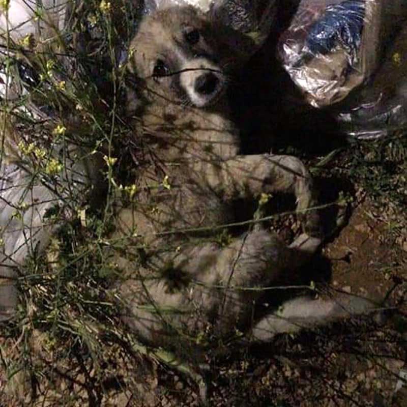 JACK: RESCUED FROM THE BEQAA