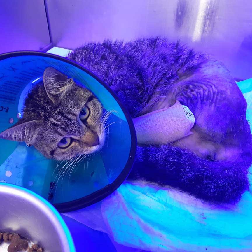 LUNA: RESCUED CAT FROM DEATH!