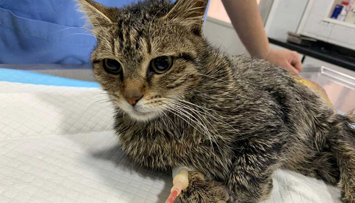 LUNA: RESCUED CAT FROM DEATH!