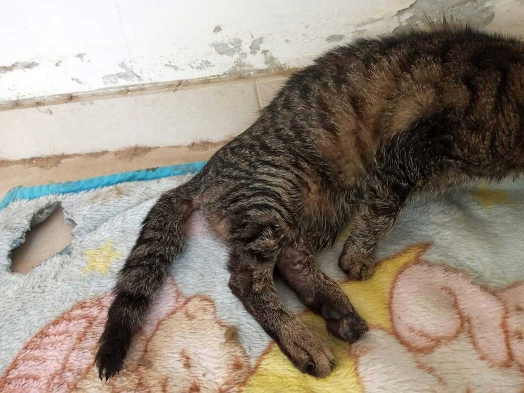 LUNA: RESCUED CAT FROM DEATH!