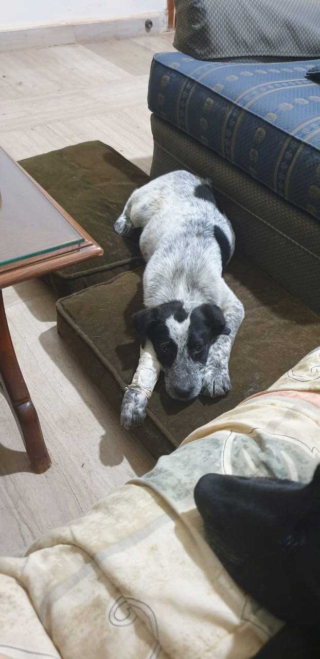 A RESCUED AND NOT NAMED DOG