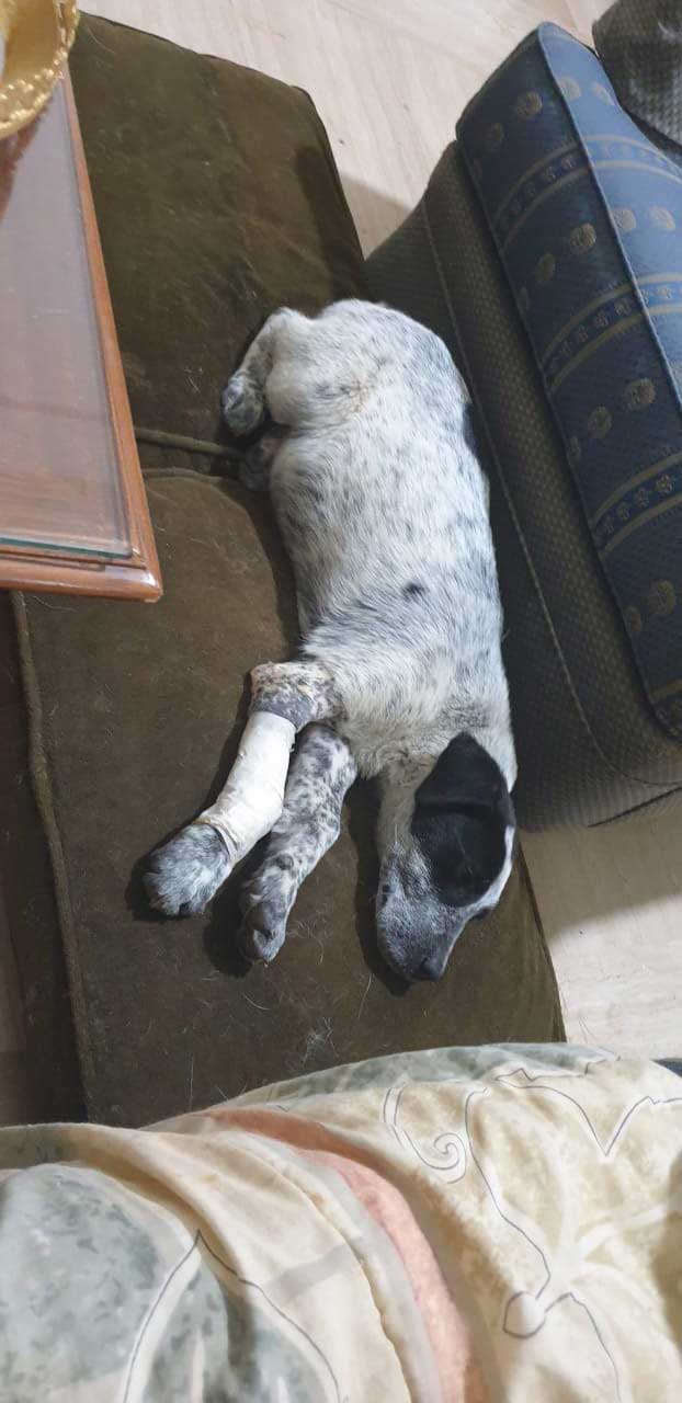 A RESCUED AND NOT NAMED DOG