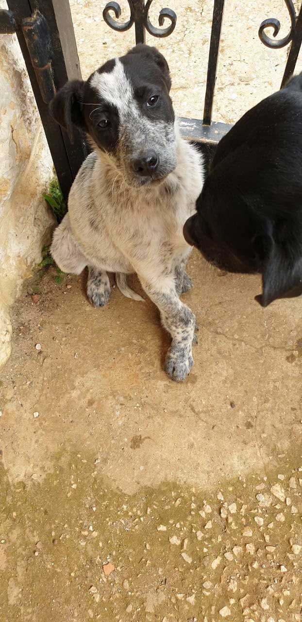 A RESCUED AND NOT NAMED DOG
