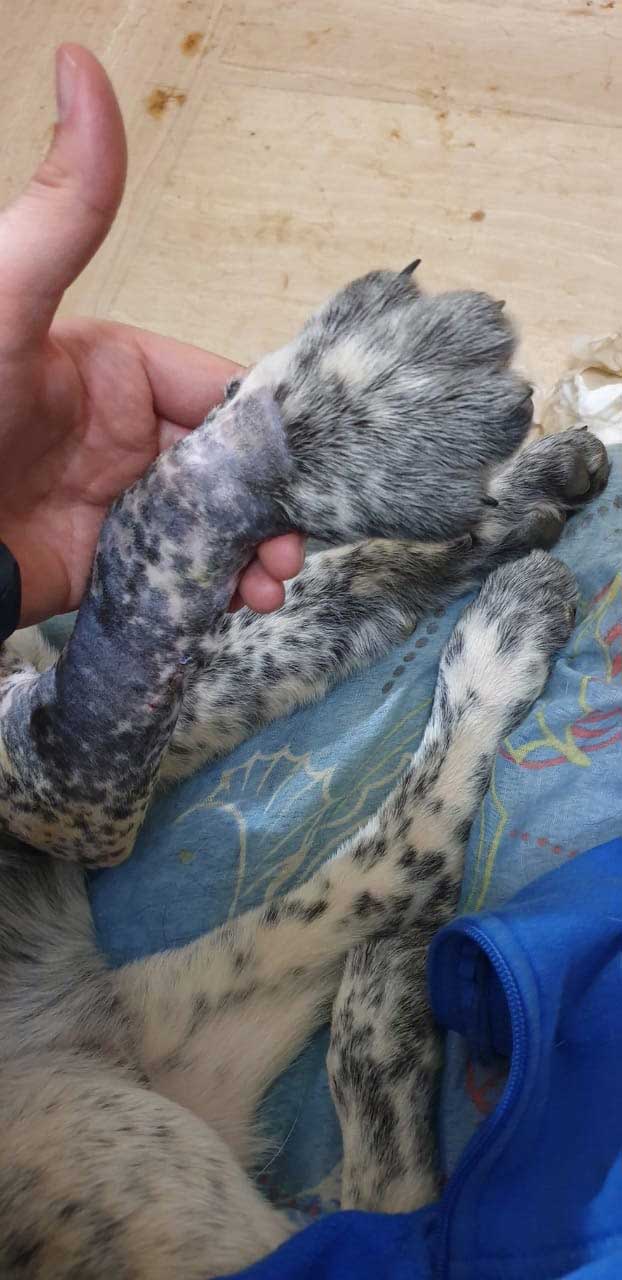 A RESCUED AND NOT NAMED DOG