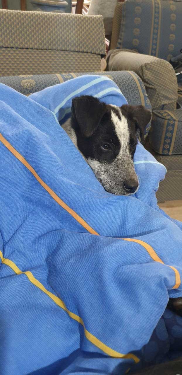A RESCUED AND NOT NAMED DOG