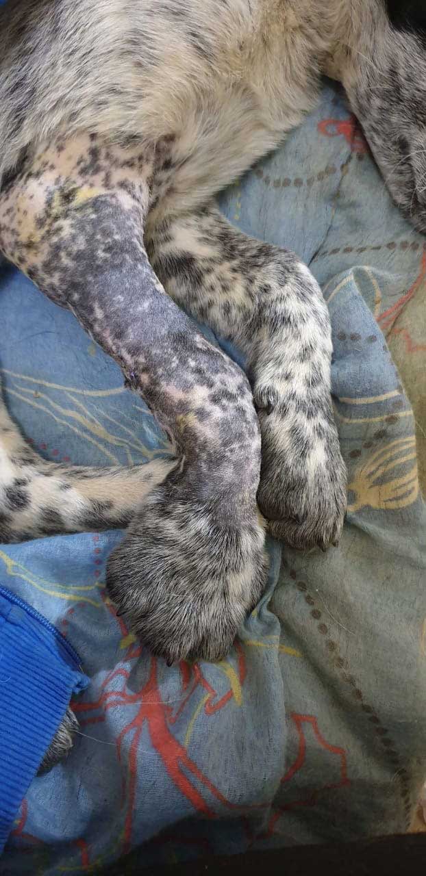 A RESCUED AND NOT NAMED DOG