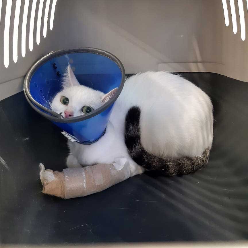 MIA: A SUPER COMPLEX ARM SURGERY