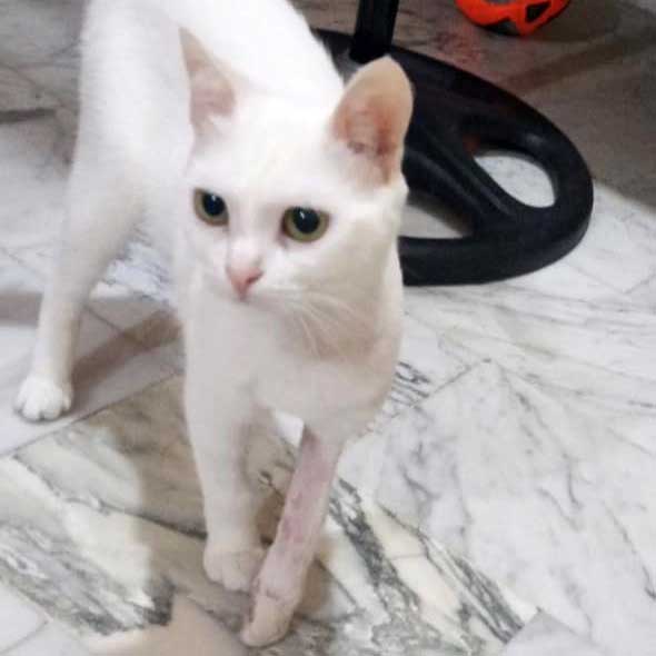 MIA: A SUPER COMPLEX ARM SURGERY