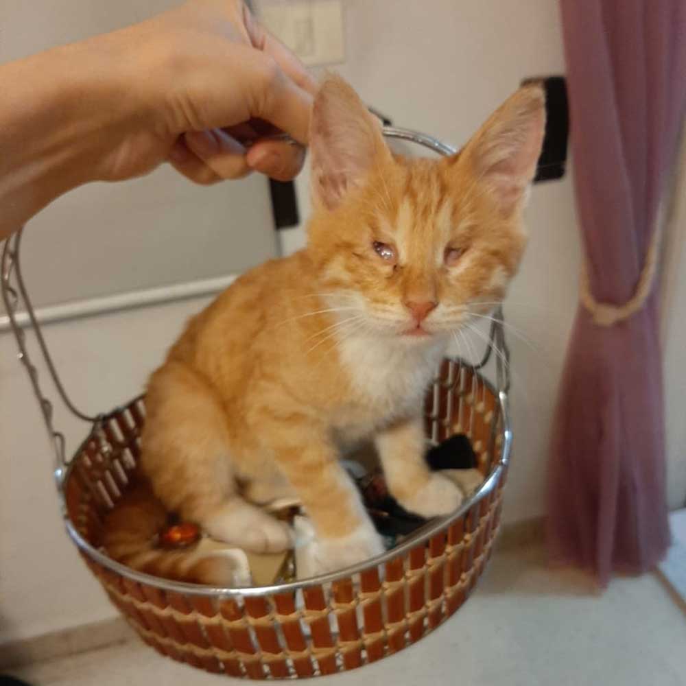 NACHO: REPORTED WITH A "PROBLEM" IN HIS EYES