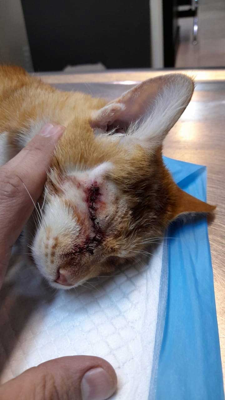 NACHO: REPORTED WITH A "PROBLEM" IN HIS EYES