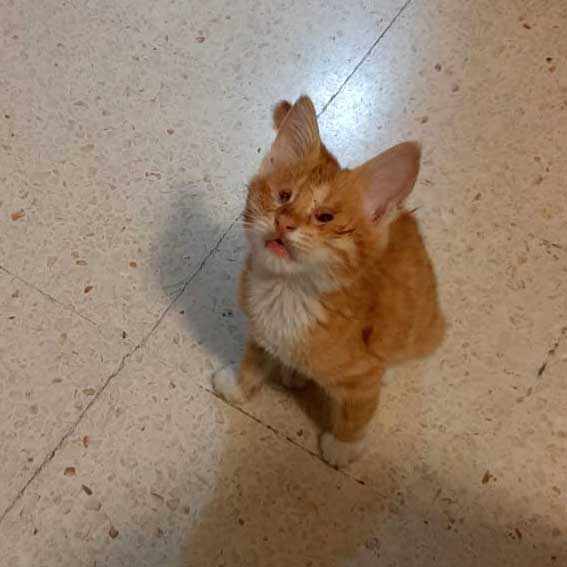 NACHO: REPORTED WITH A "PROBLEM" IN HIS EYES