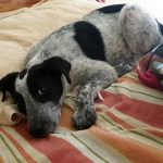 A RESCUED AND NOT NAMED DOG