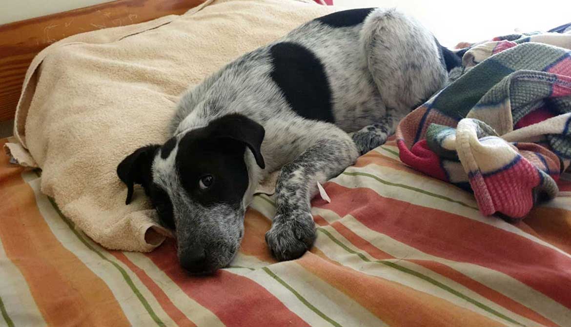 A RESCUED AND NOT NAMED DOG
