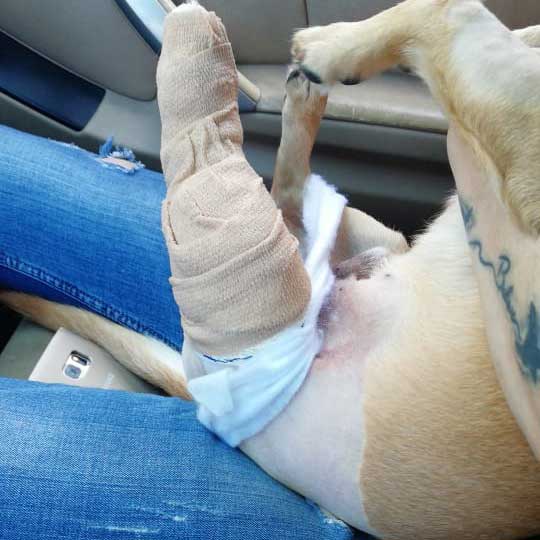 OLIVER WILL WALK AGAIN?