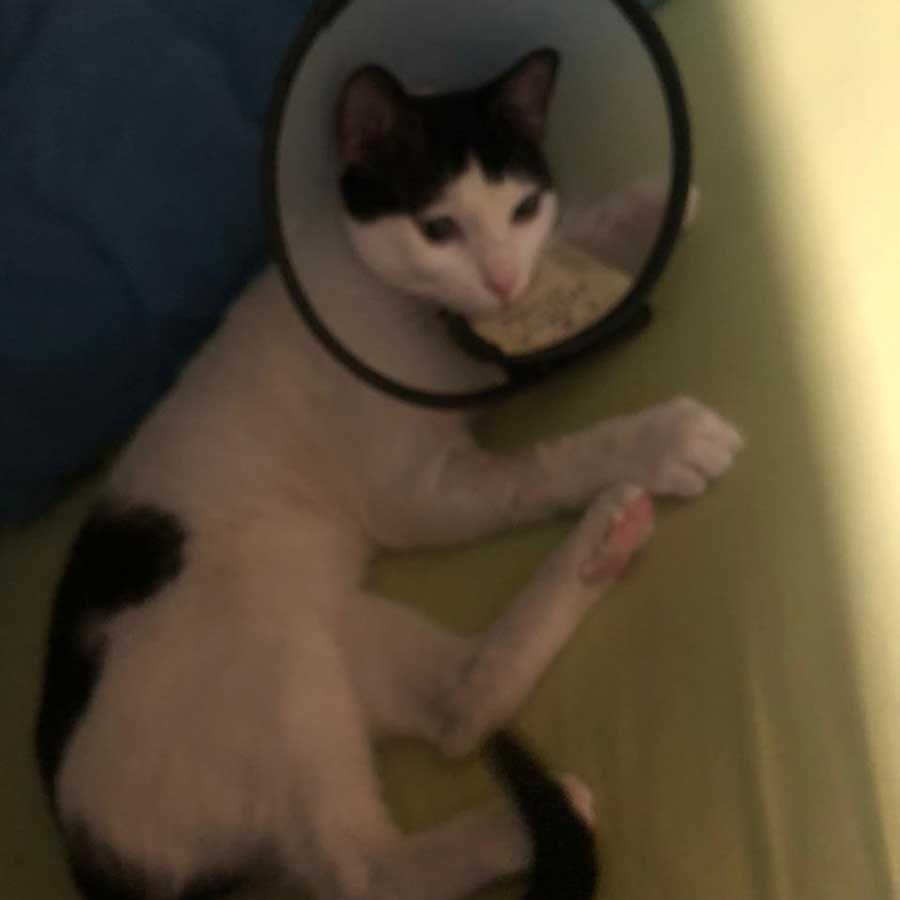 TACO: NOT FOR BREEDING ANYMORE!