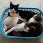 5 MALE CATS: TNR