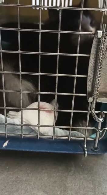 5 MALE CATS: TNR