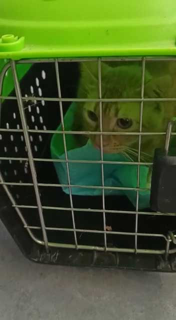 5 MALE CATS: TNR