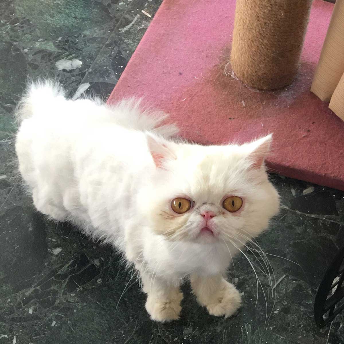 ANGELA: DUMPED BECAUSE OF HER INFECTION!