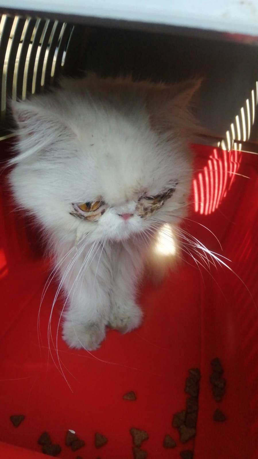 ANGELA: DUMPED BECAUSE OF HER INFECTION!