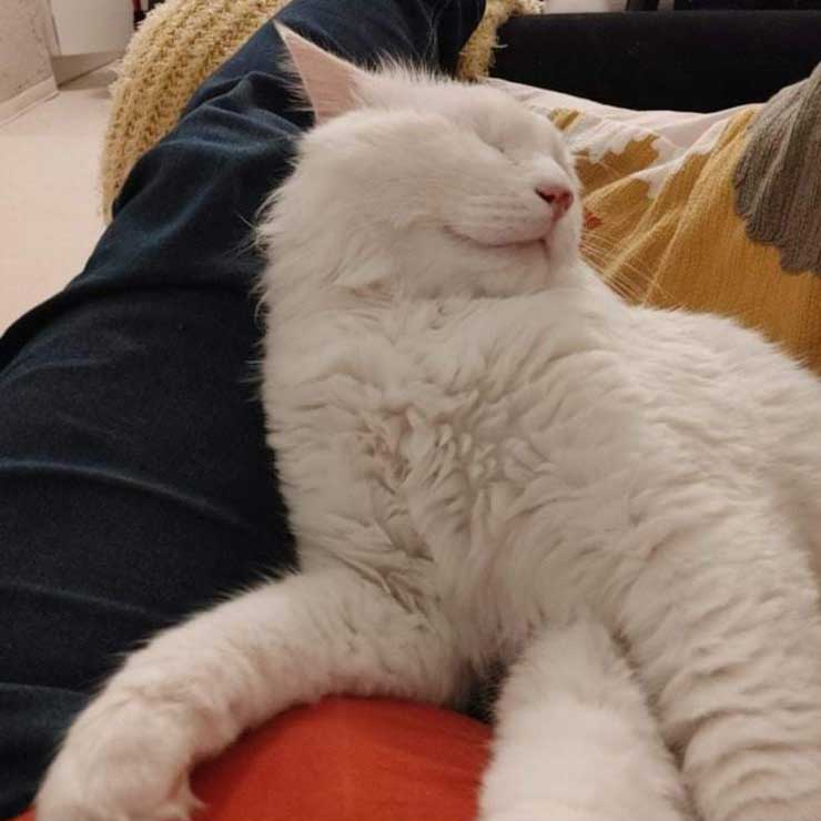 COCO: THE ONE EYED CAT TO CANADA!