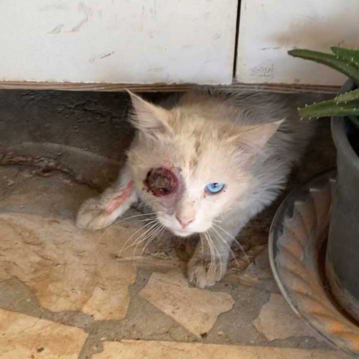 COCO: THE ONE EYED CAT TO CANADA!