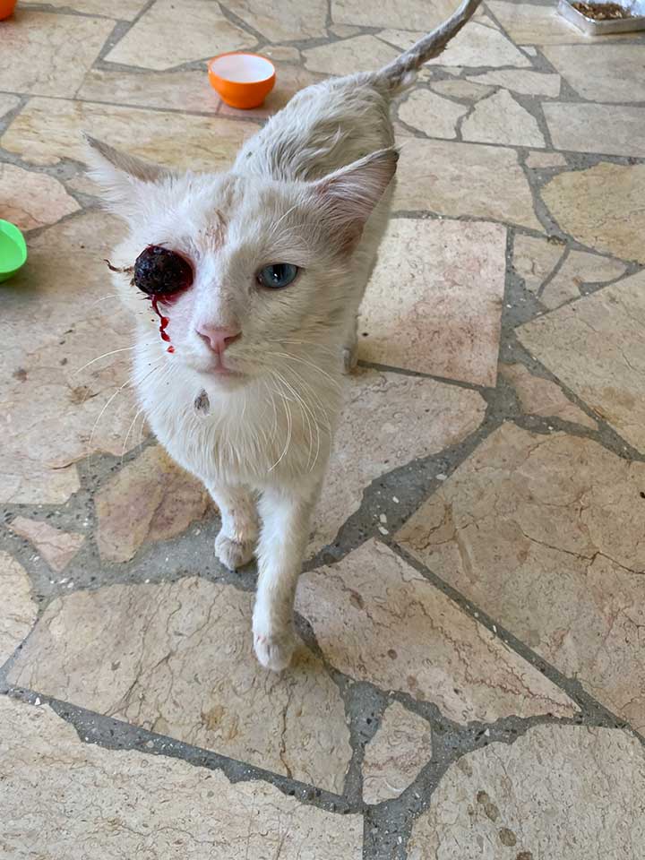 COCO: THE ONE EYED CAT TO CANADA!