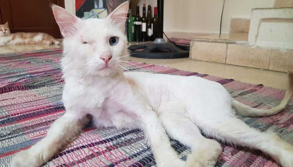 COCO: THE ONE EYED CAT TO CANADA!