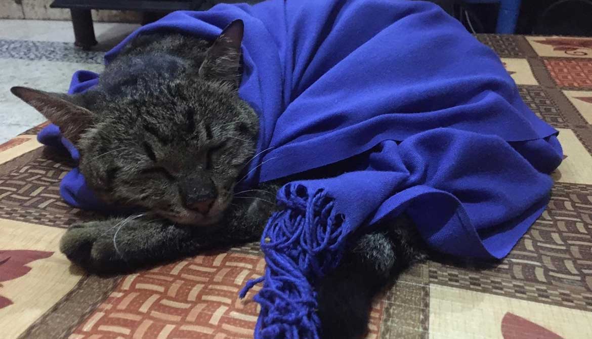 AN URGENT SURGERY NEEDED FOR TIGER
