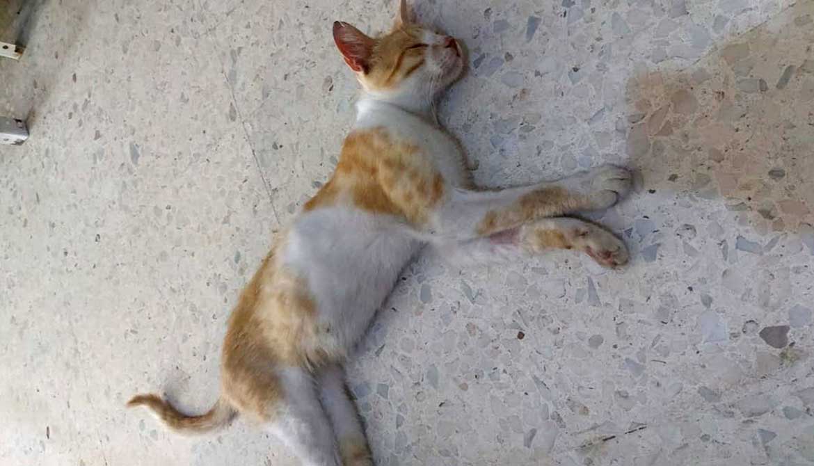 JARBOU': THE STRAY CAT NOT ABLE TO EAT