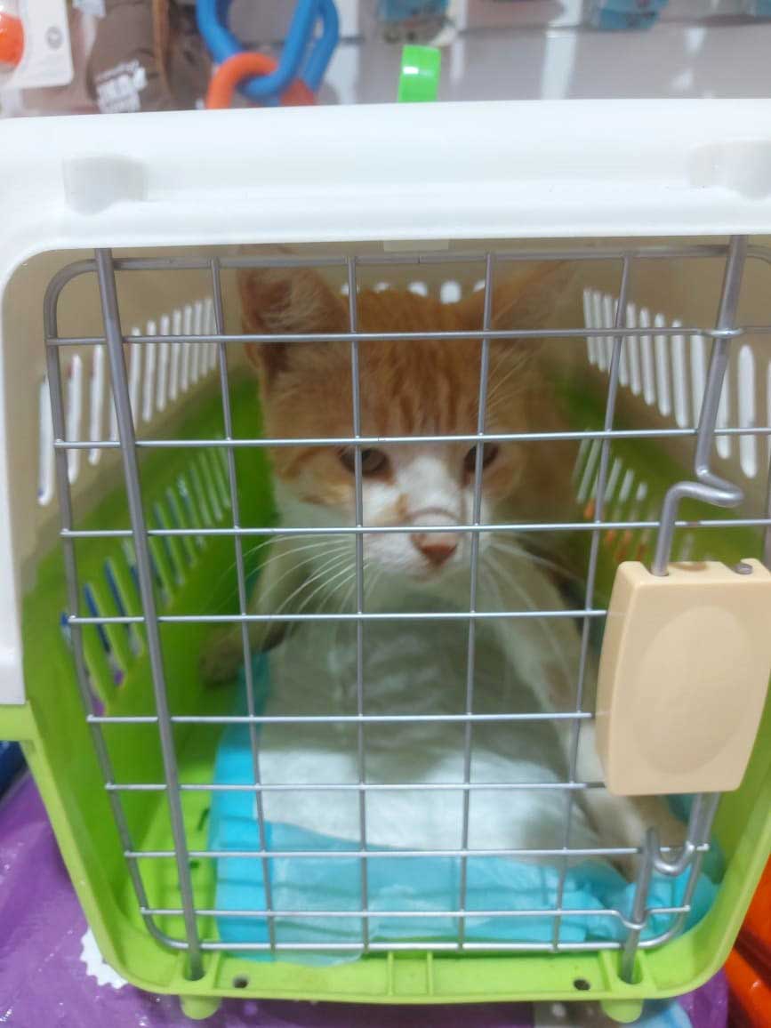 JARBOU': THE STRAY CAT NOT ABLE TO EAT