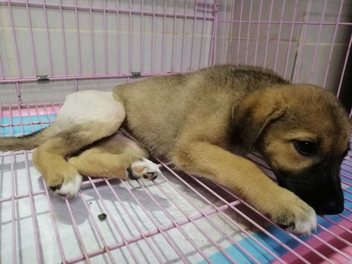 KITKAT: A RESCUED PUPPY NOT ABLE TO MOVE