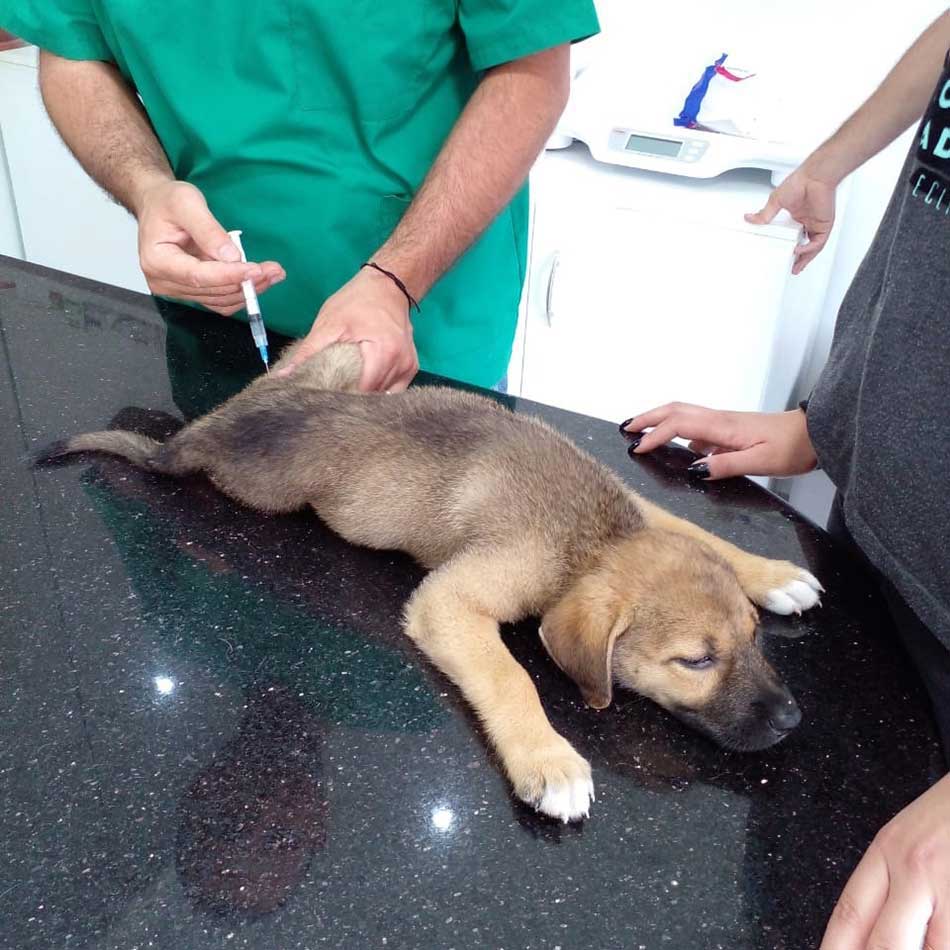 KITKAT: A RESCUED PUPPY NOT ABLE TO MOVE