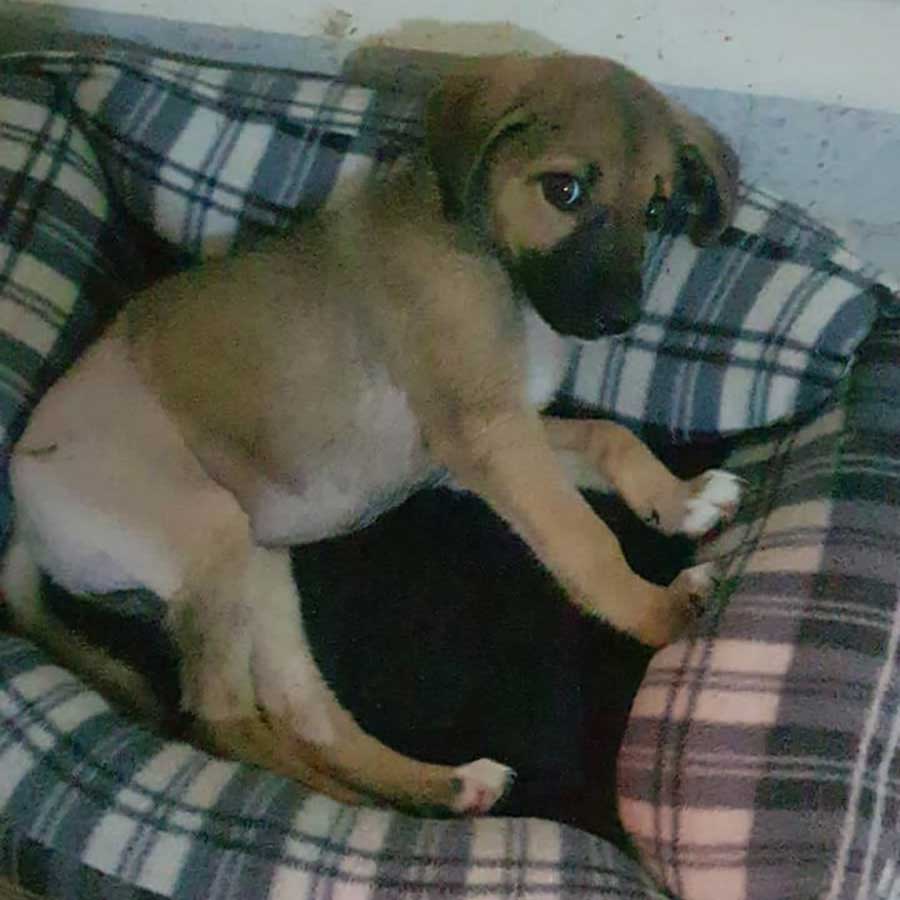 KITKAT: A RESCUED PUPPY NOT ABLE TO MOVE