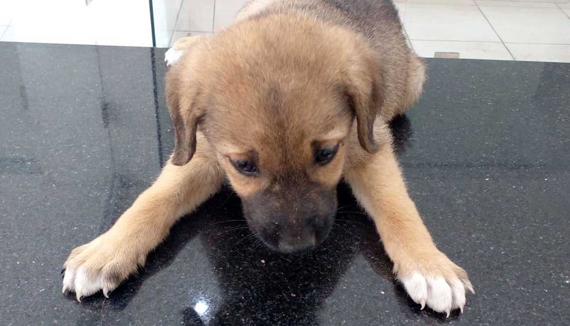 KITKAT: A RESCUED PUPPY NOT ABLE TO MOVE