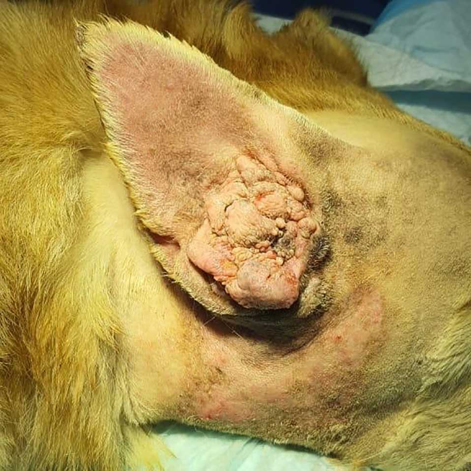 RAIN: THE DOG WITH EAR CANCER
