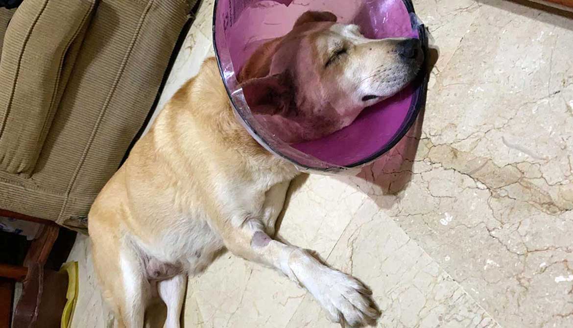 RAIN: THE DOG WITH EAR CANCER