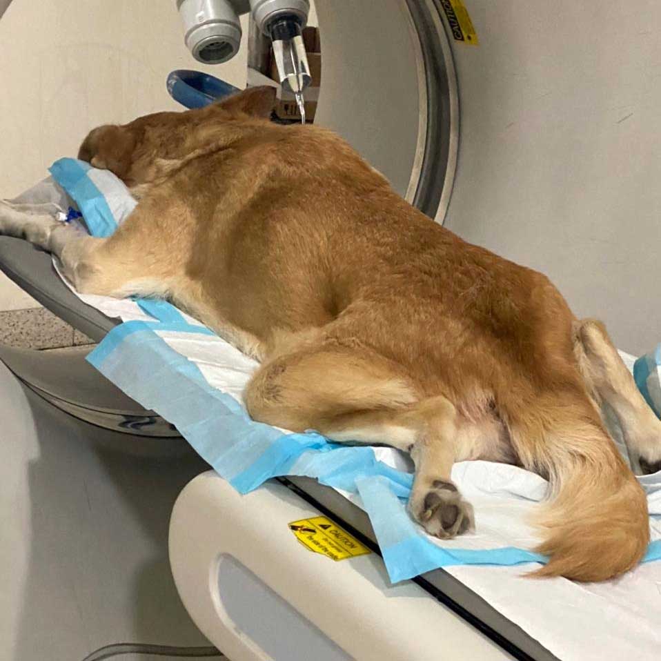 RAIN: THE DOG WITH EAR CANCER