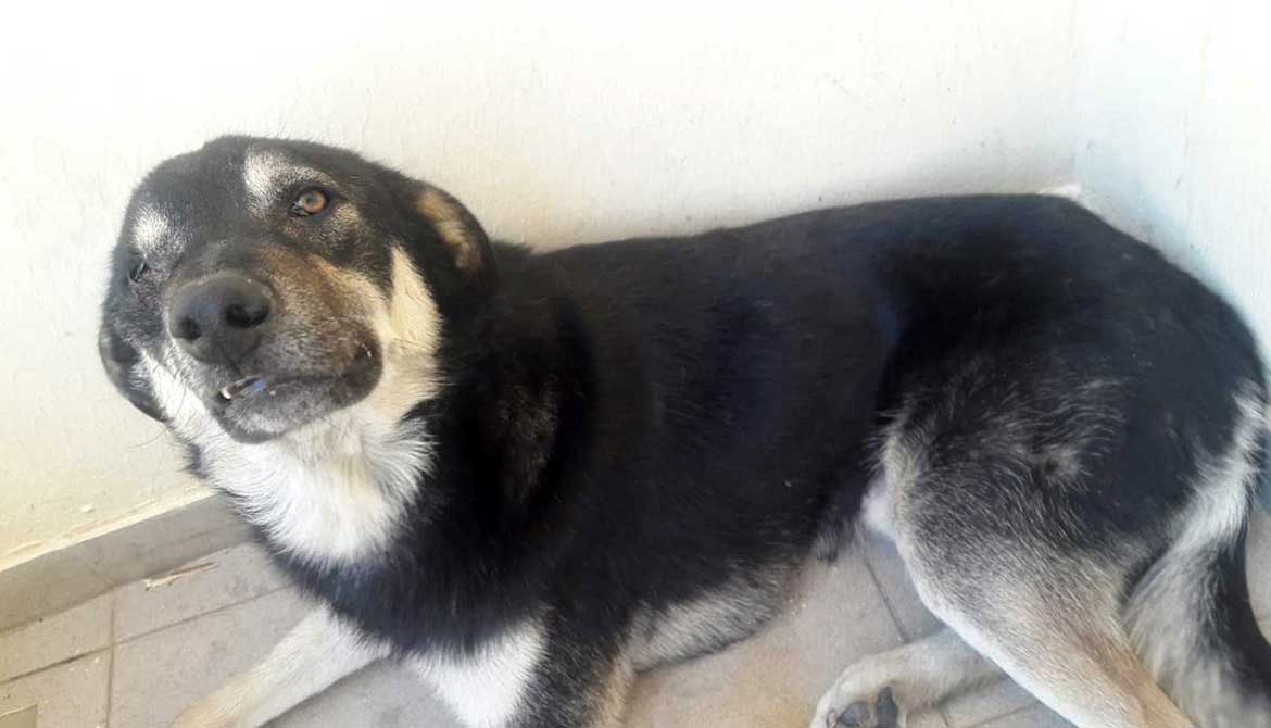 REX: FROM THE STREETS OF THE BEQAA TO CANADA