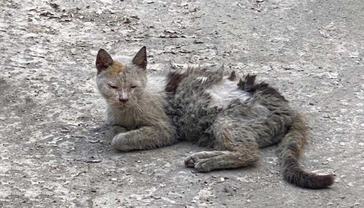 A SENIOR SICK CAT DUMPED