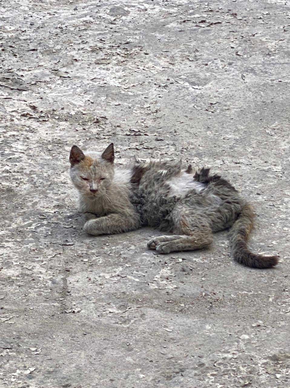 A SENIOR SICK CAT DUMPED
