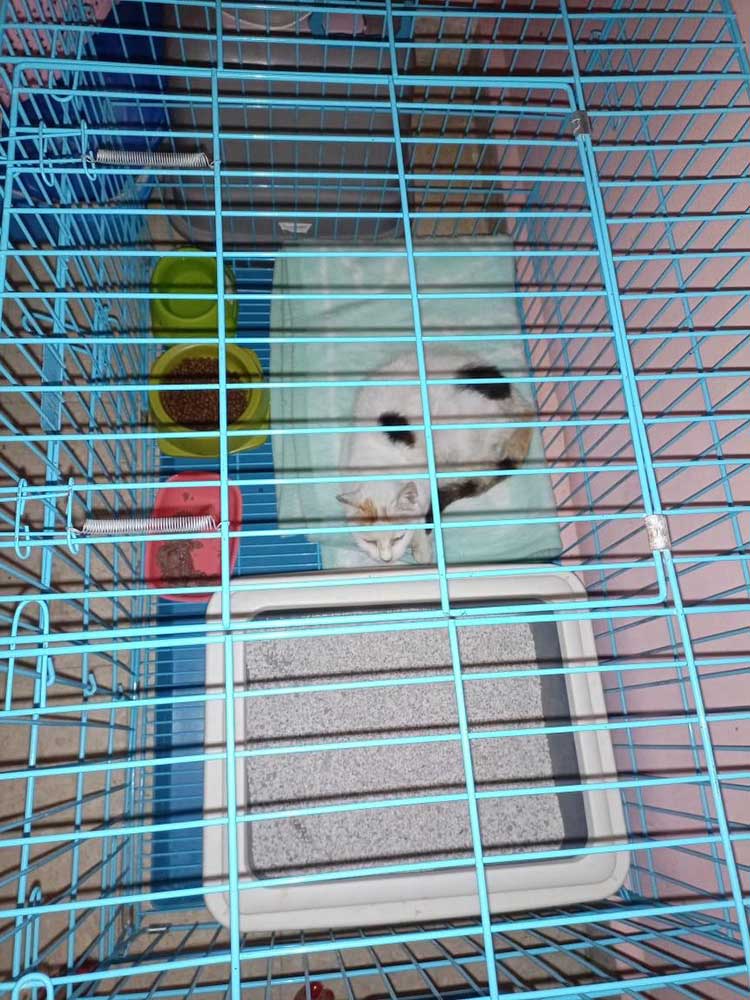 A SENIOR SICK CAT DUMPED