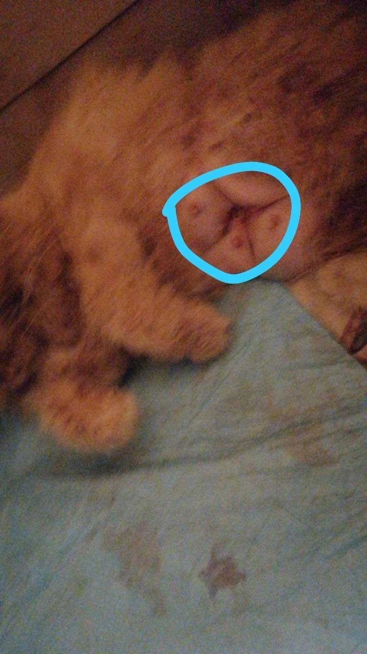 SOUBA: THE COMPLICATION OF A DELIVERING CAT MOM