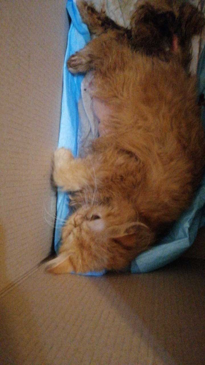SOUBA: THE COMPLICATION OF A DELIVERING CAT MOM