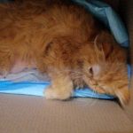 SOUBA: THE COMPLICATION OF A DELIVERING CAT MOM